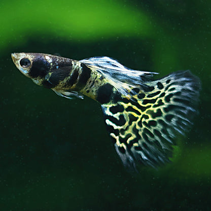 Couple Blue King Tiger Cobra Mâle et Femelle Poecilia Reticulata