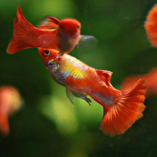 Couple Koi Kohaku Poecilia Reticulata