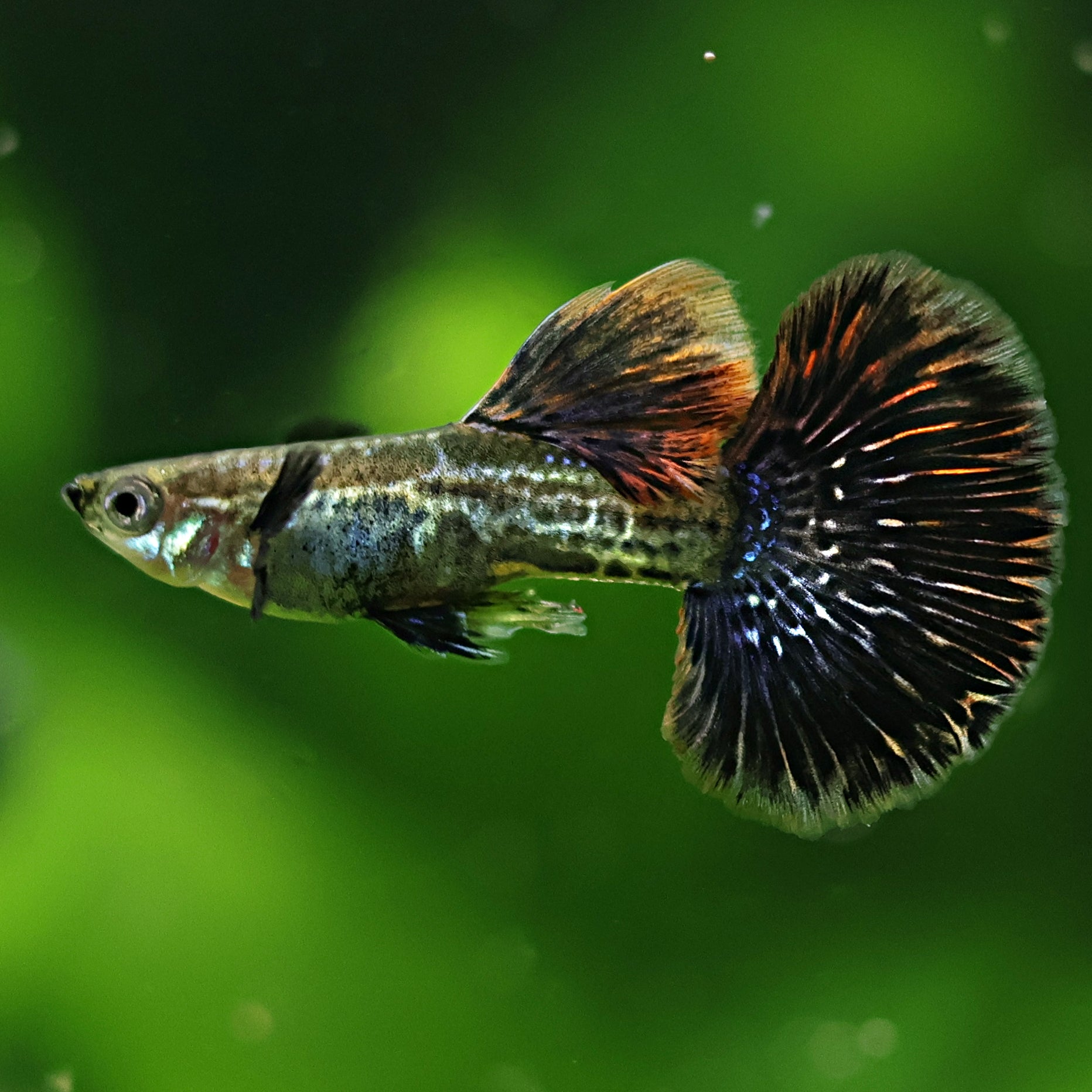 Dragon Irisés Poecillia Reticulata / Souche Française 🇨🇵