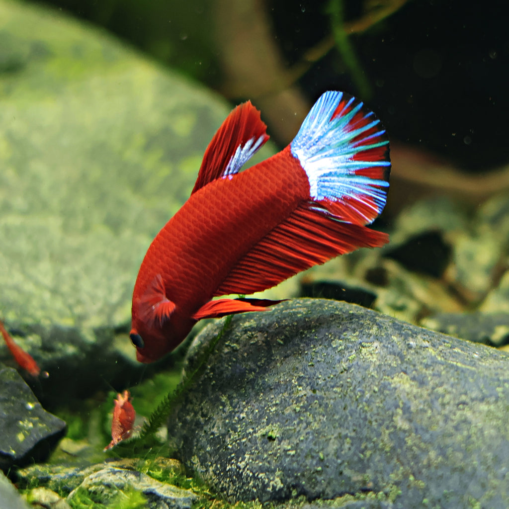 Betta Macho Hellboy