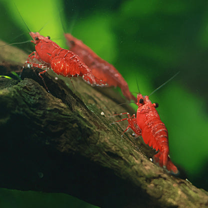 Crevettes Neocaridina Davidi Bloody Marry - Lots de 10