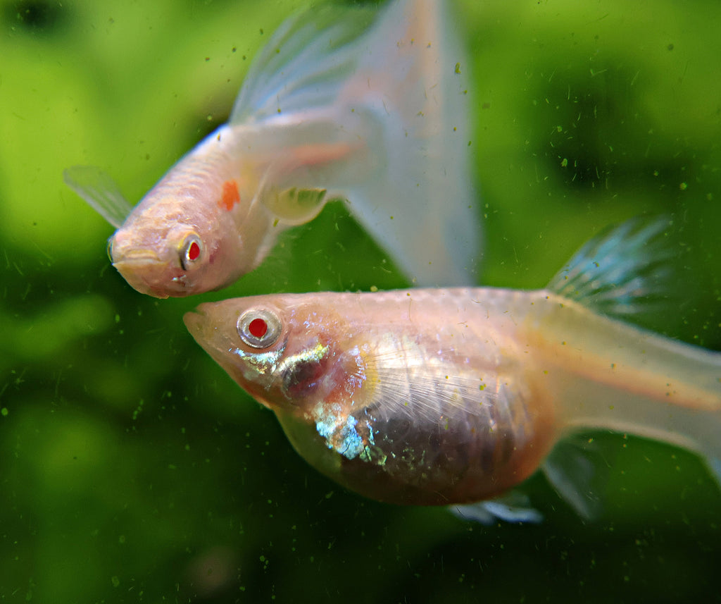 5c/ Couple HQ Iridescent Albinos Topaz Mâle et Femelle Poecilia Reticulata 🇮🇩