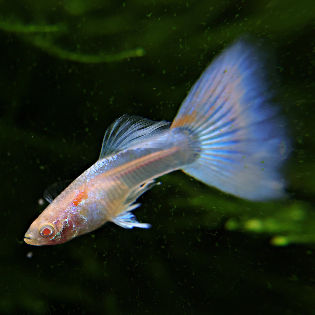 5c/ Couple HQ Iridescent Albinos Topaz Mâle et Femelle Poecilia Reticulata 🇮🇩