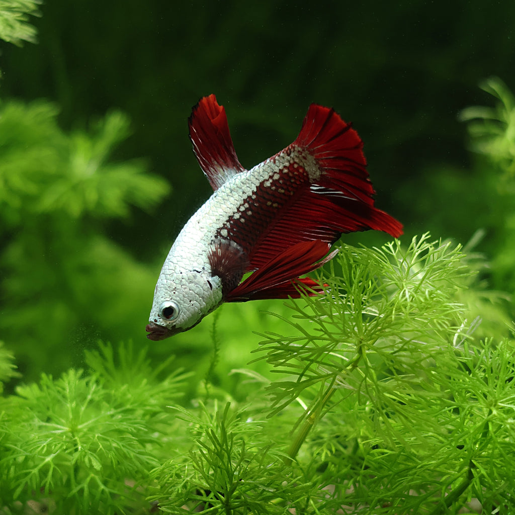 Plakat Red Samurái macho