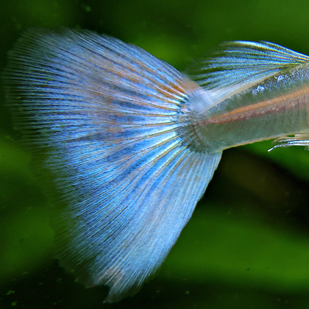 5c/ Couple HQ Iridescent Albinos Topaz Mâle et Femelle Poecilia Reticulata 🇮🇩
