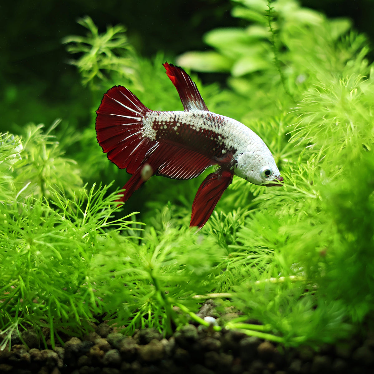 Mâle Plakat Red SamouraÏ