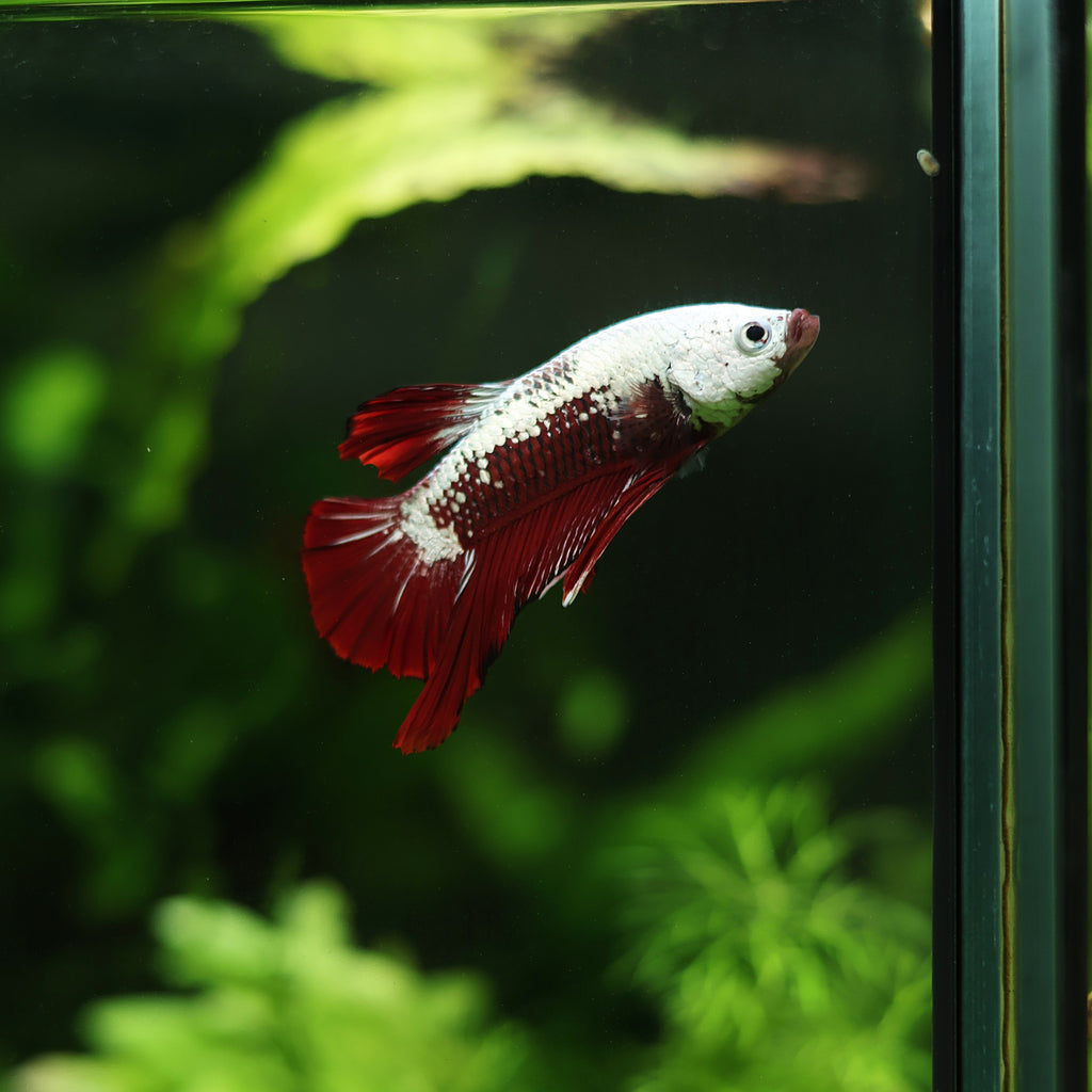 Plakat Red Samurái macho