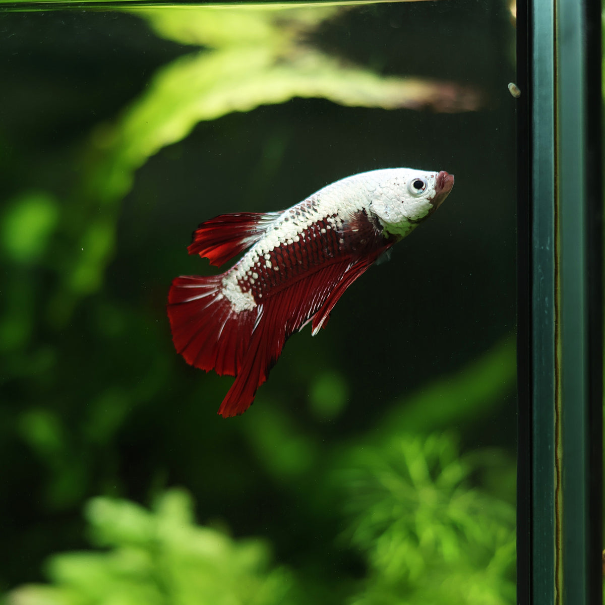 Mâle Plakat Red SamouraÏ