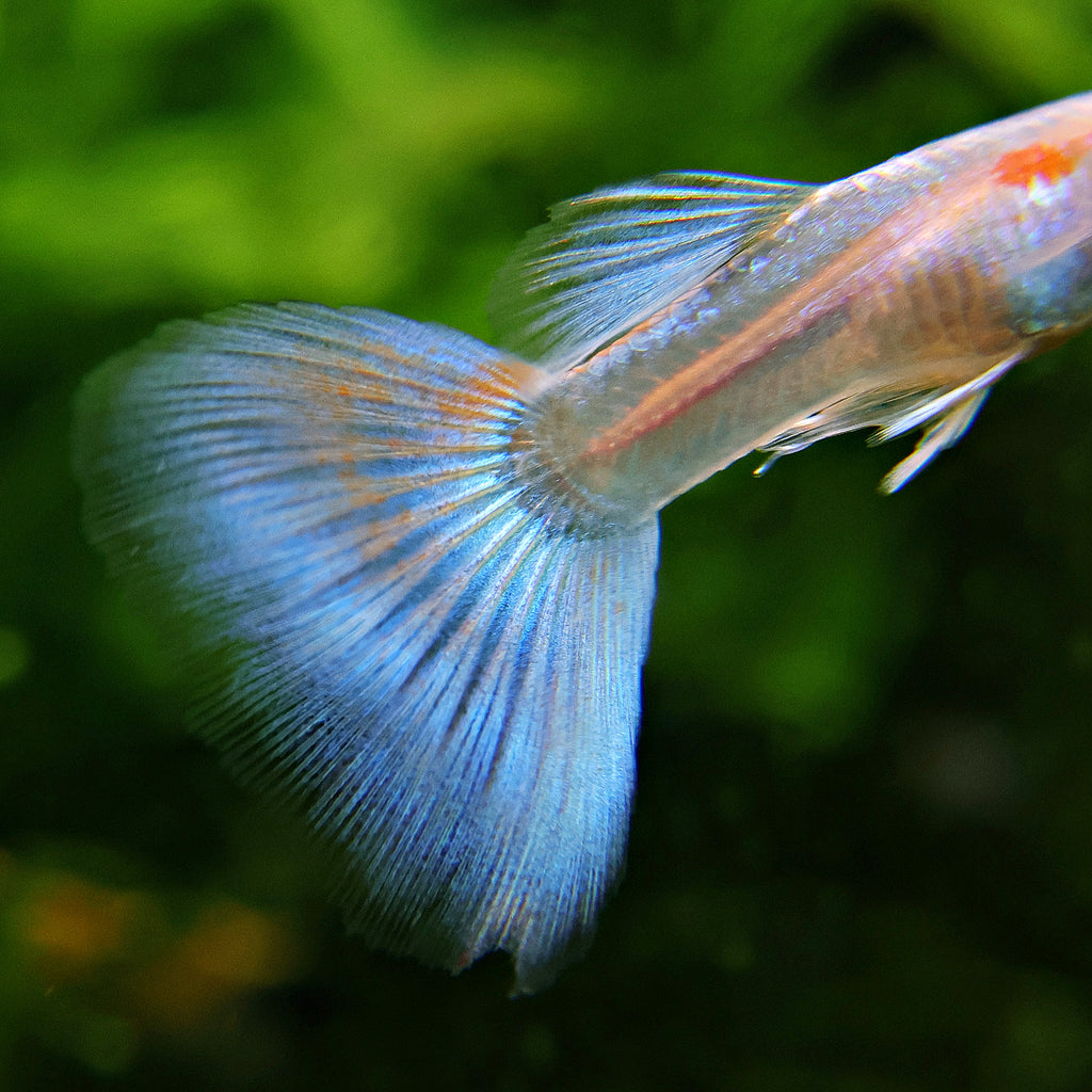 5c/ Couple HQ Iridescent Albinos Topaz Mâle et Femelle Poecilia Reticulata 🇮🇩