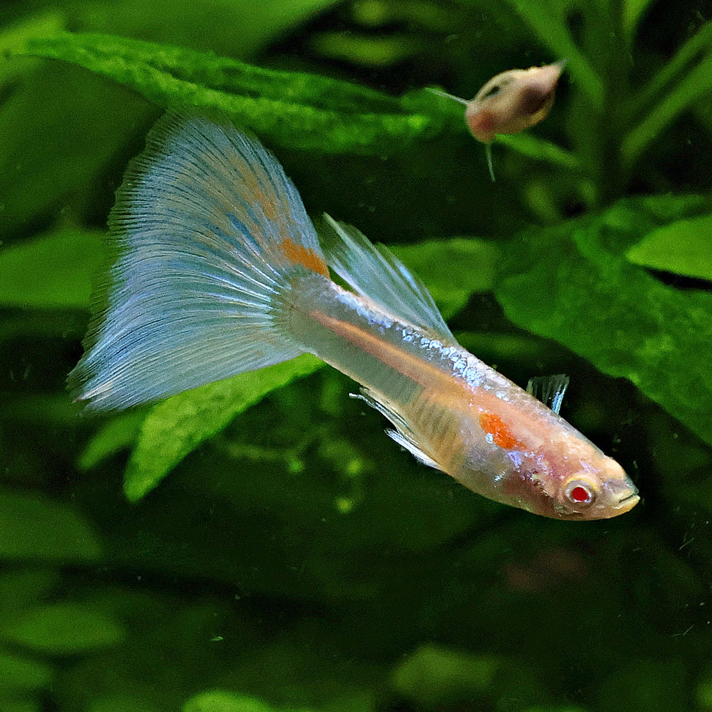 5c/ Couple HQ Iridescent Albinos Topaz Mâle et Femelle Poecilia Reticulata 🇮🇩