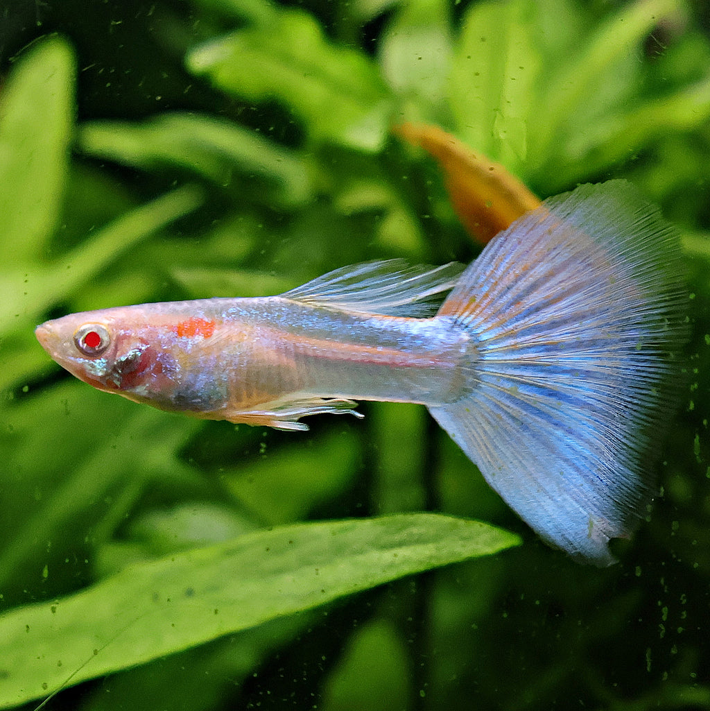 5c/ Couple HQ Iridescent Albinos Topaz Mâle et Femelle Poecilia Reticulata 🇮🇩