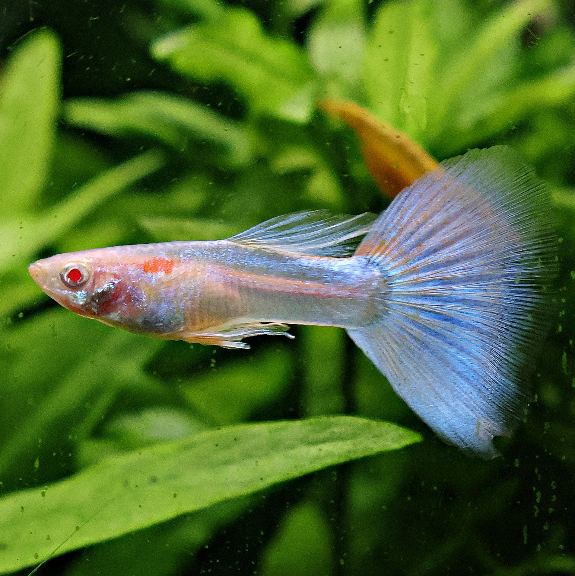 5c/ Couple HQ Iridescent Albinos Topaz Mâle et Femelle Poecilia Reticulata 🇮🇩