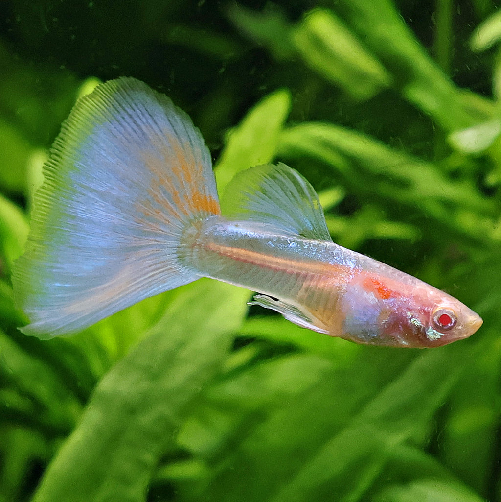 5c/ Couple HQ Iridescent Albinos Topaz Mâle et Femelle Poecilia Reticulata 🇮🇩