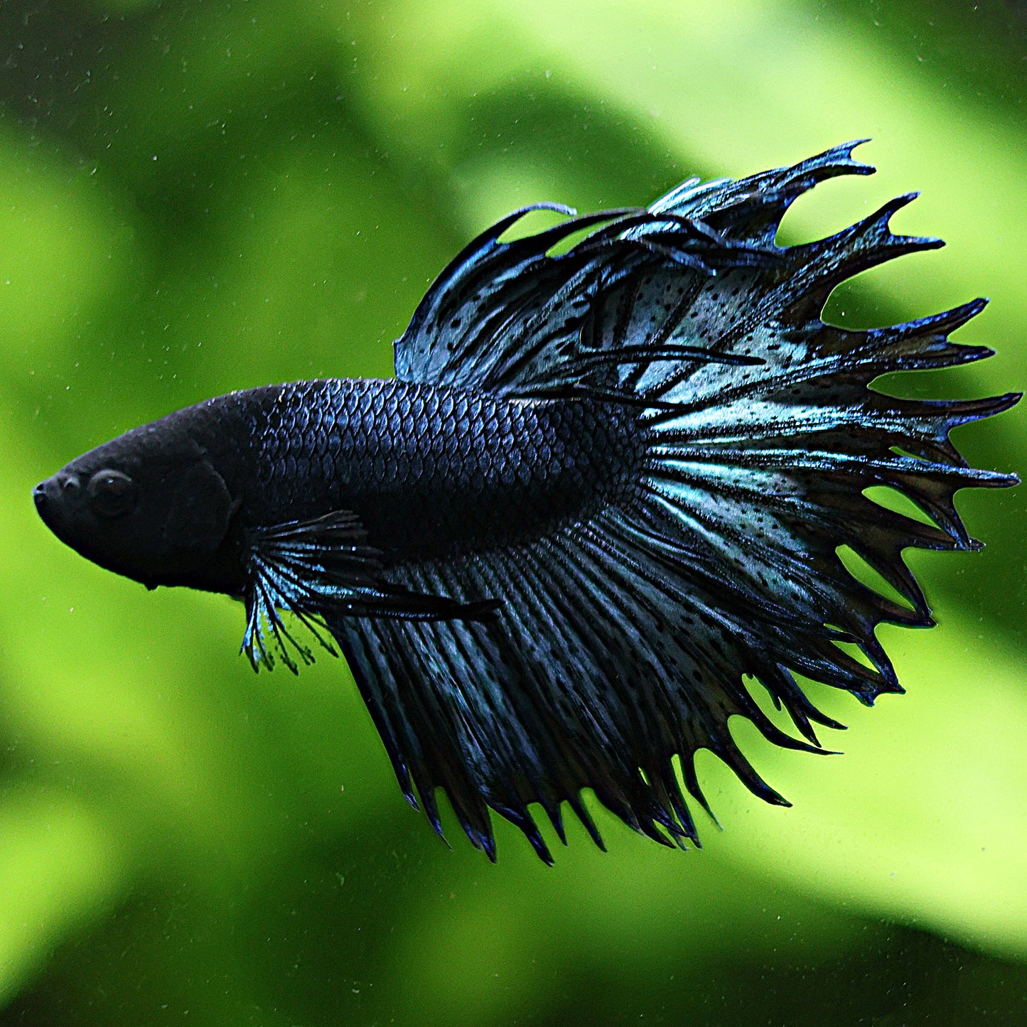 Hatila - Betta Mâle King Crowntail Black Orchid