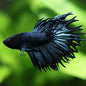 Hatila - Betta Mâle King Crowntail Black Orchid