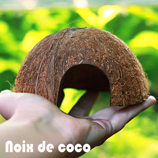 🥥 Noix de Coco Cachette