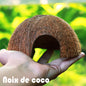 🥥 Noix de Coco Cachette