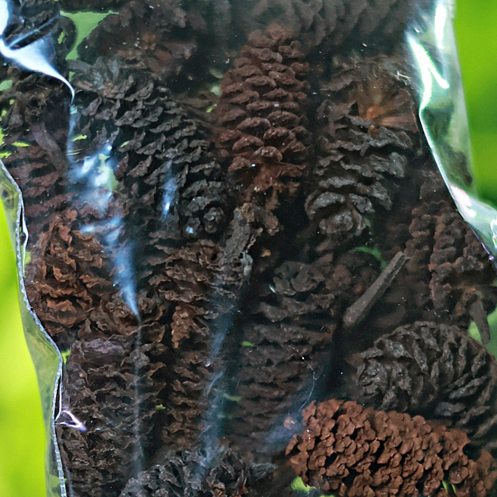 🍃Fruits d'aulnes - Sachet de 10g