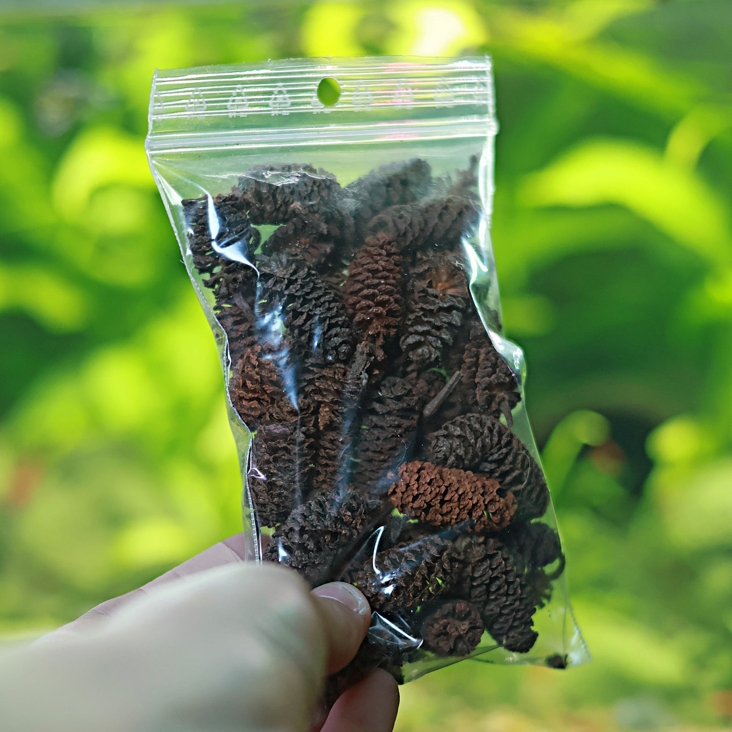 🍃Fruits d'aulnes - Sachet de 10g