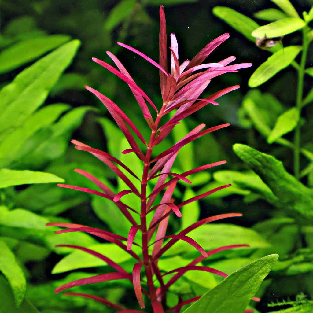 🌿Bouture - Rotala Blood - 🍁Difficulté Moyenne