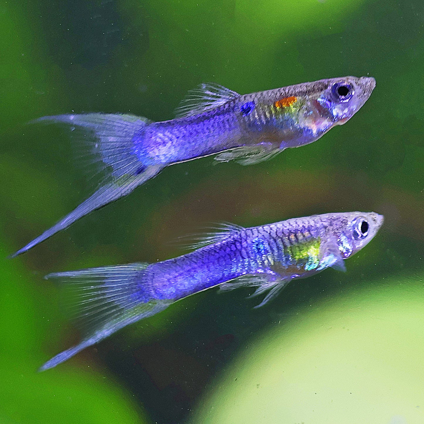 Mâle Guppy Blue Japan Double Sword