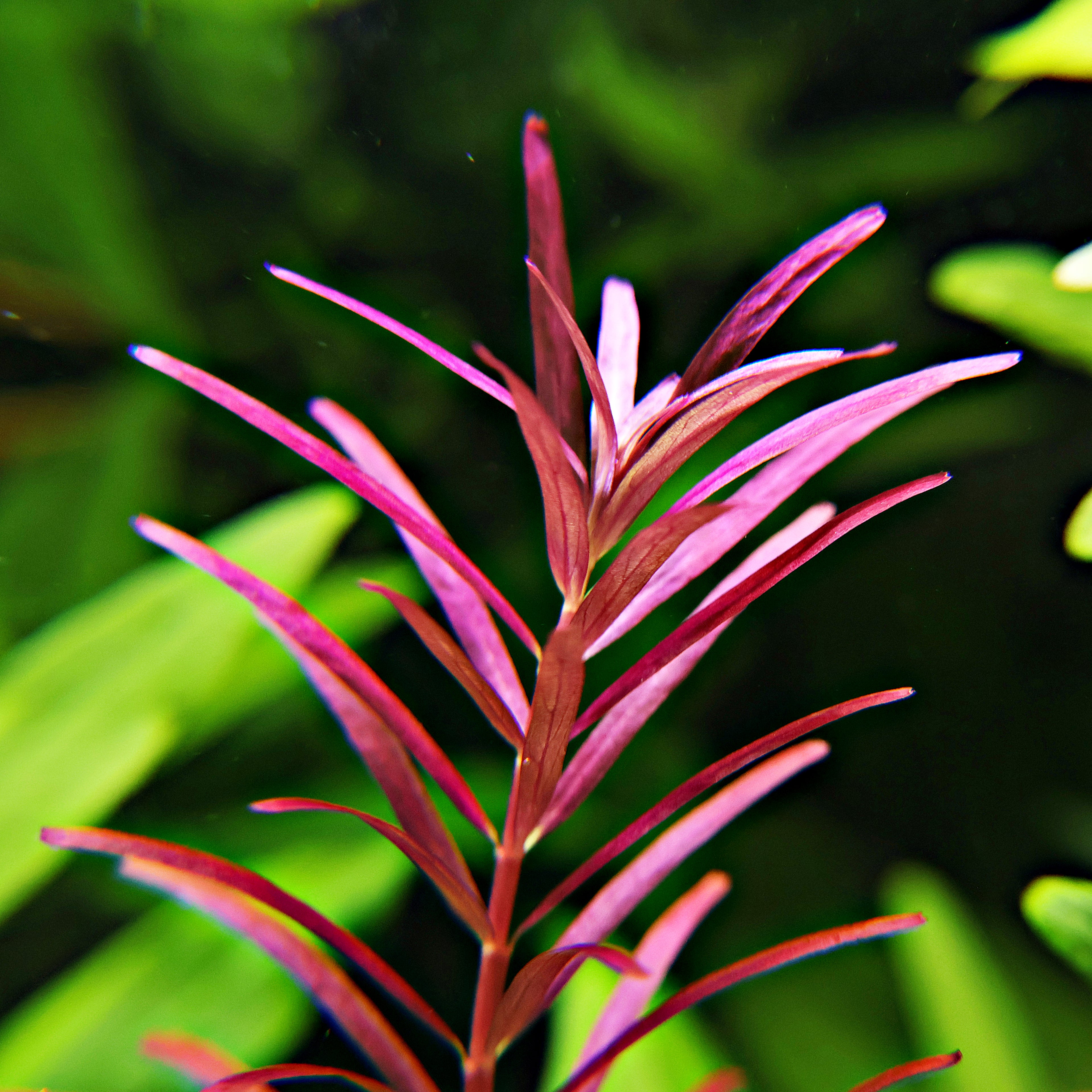 🌿Bouture - Rotala Blood - 🍁Difficulté Moyenne
