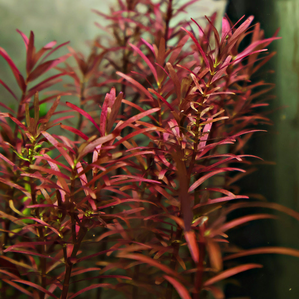 🌿Bouture - Rotala Blood - 🍁Difficulté Moyenne