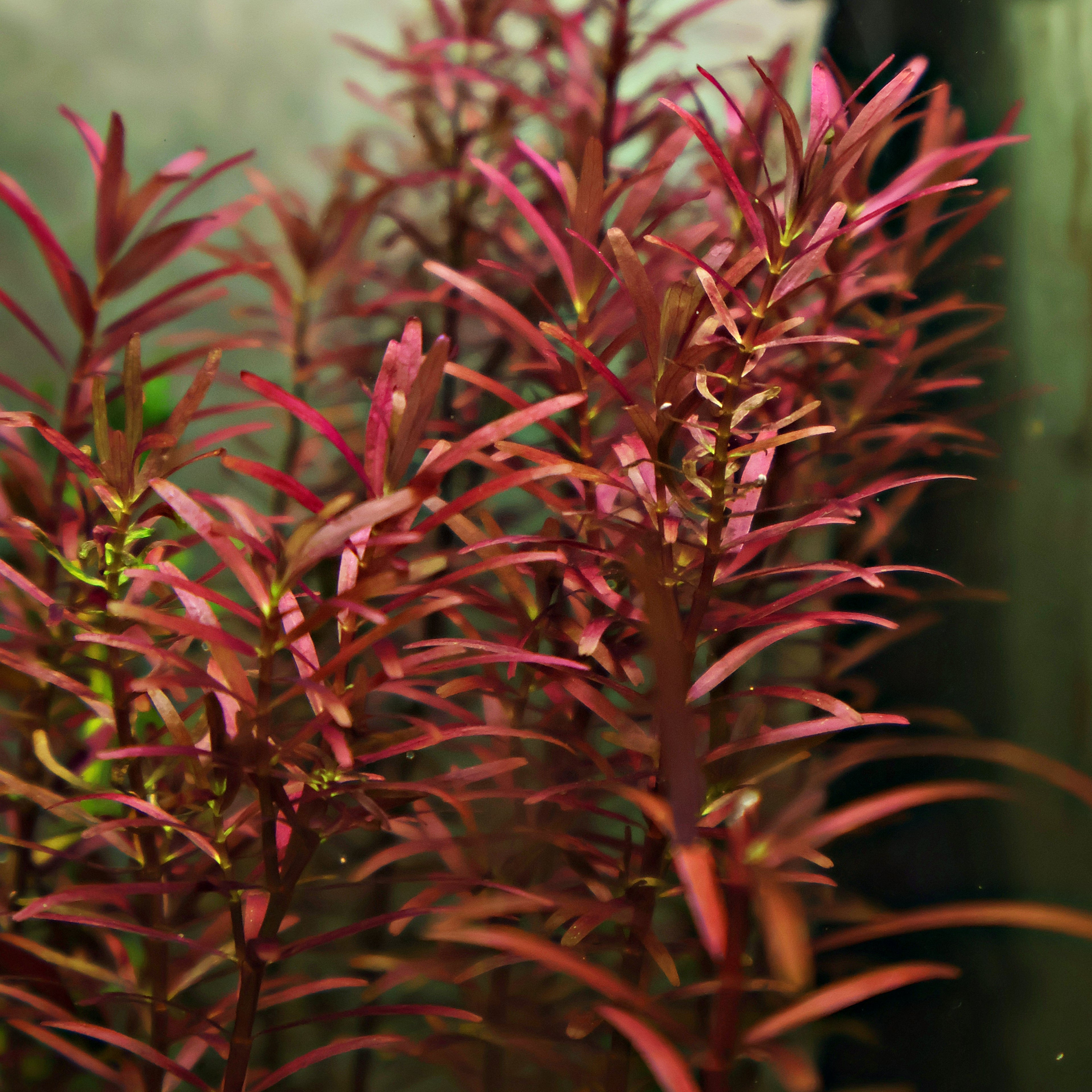 🌿Bouture - Rotala Blood - 🍁Difficulté Moyenne