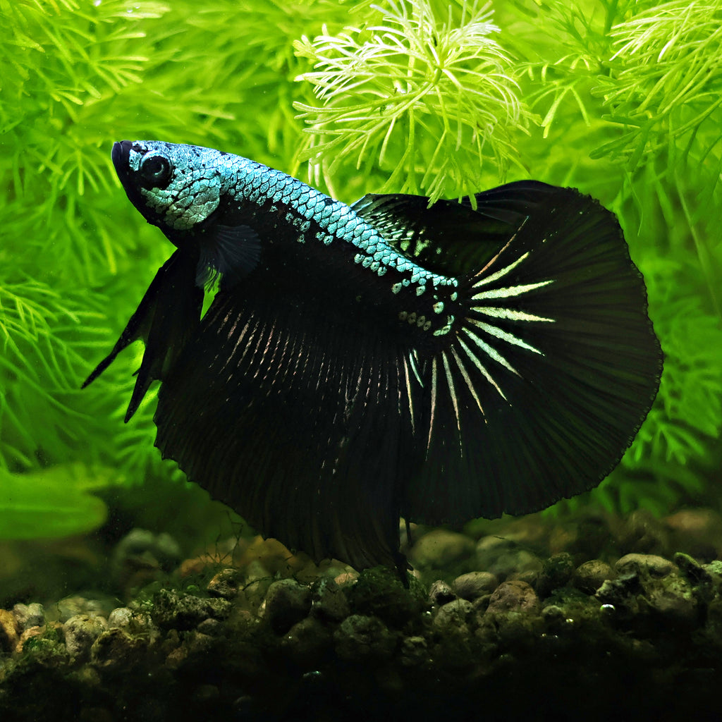 Mâle Halfmoon SamouraÏ