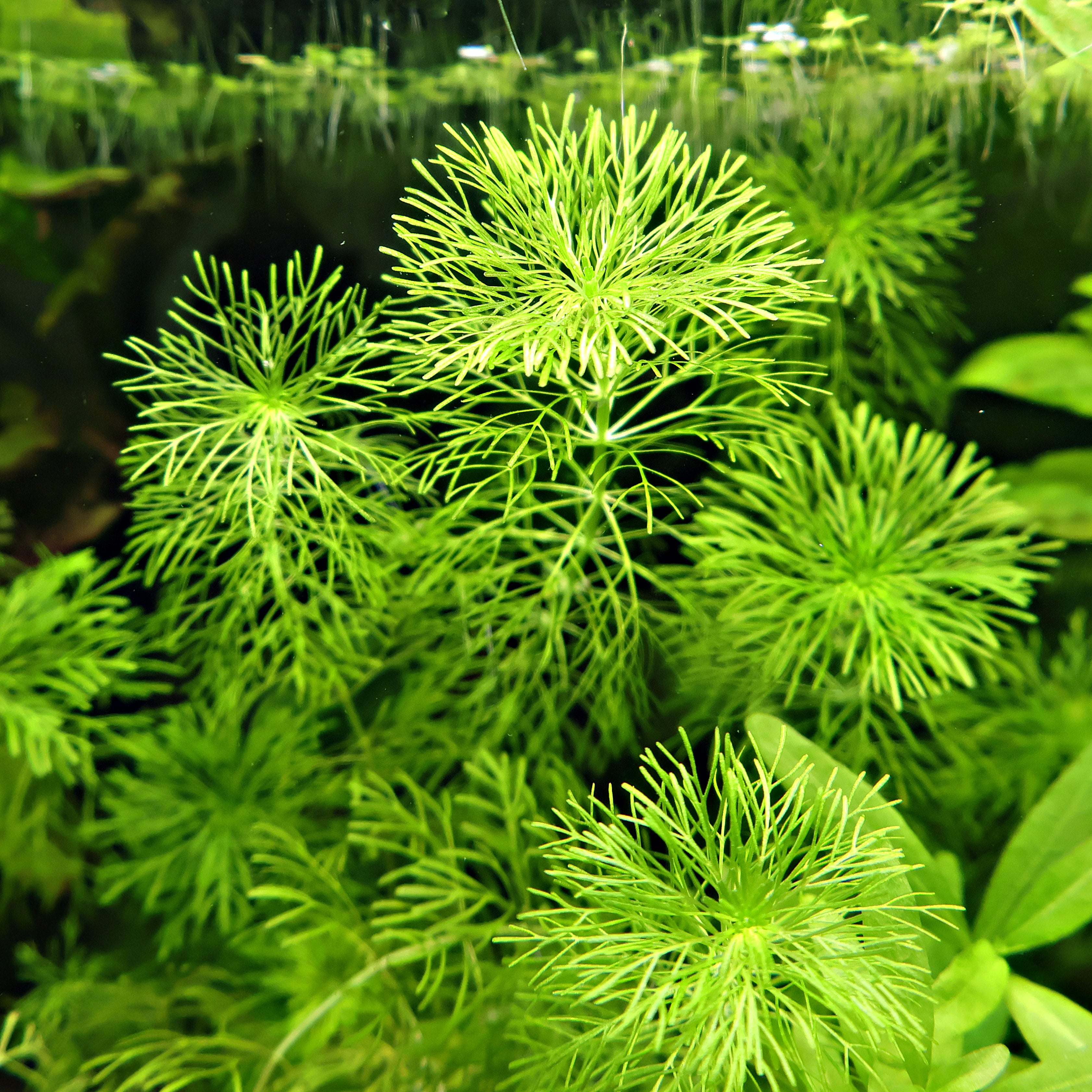 🌿Bouture - Limnophila sessiliflora -☘️Pousse Rapide