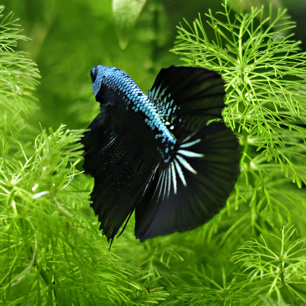 Mâle Halfmoon SamouraÏ