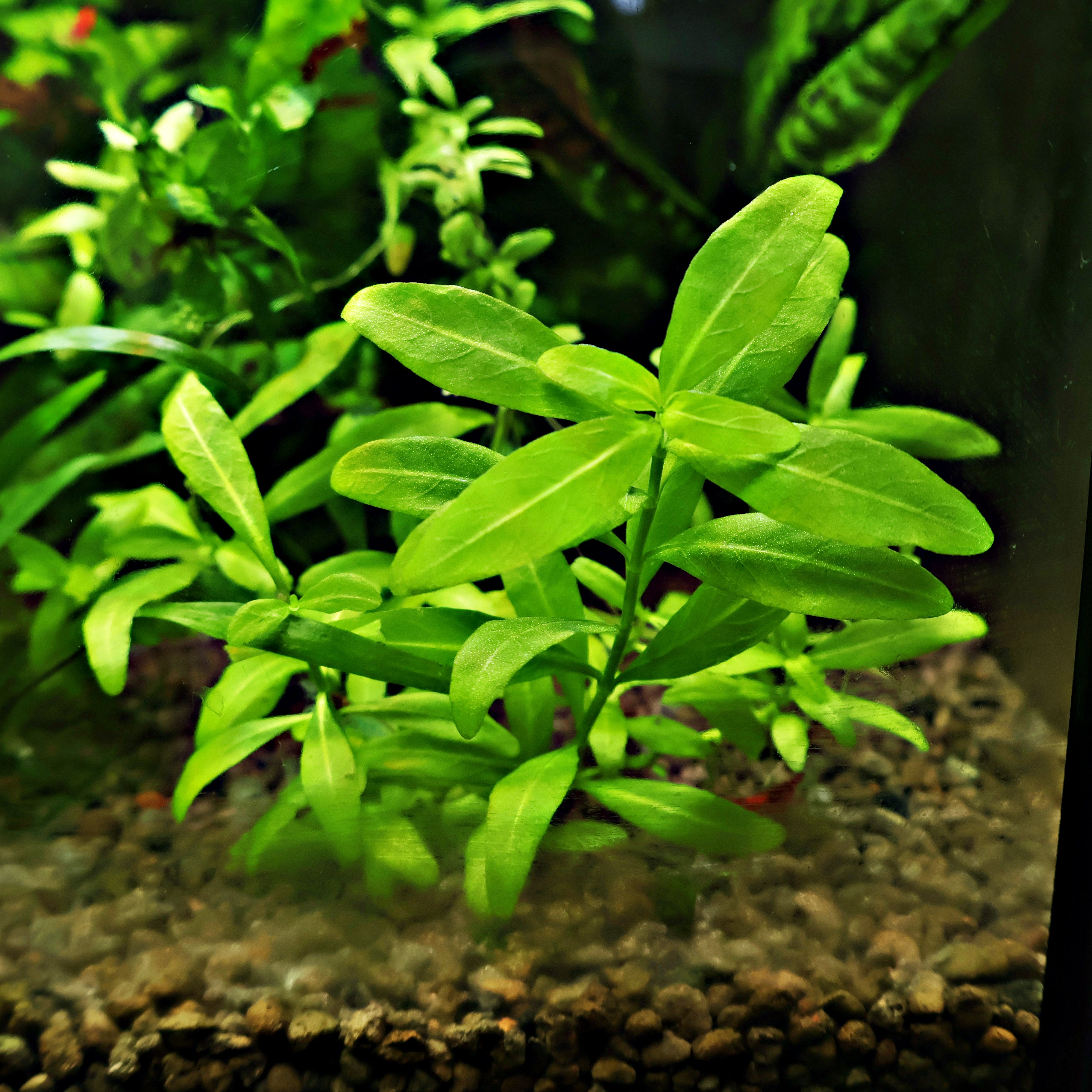 🌿Bouture - Hygrophila polysperma -☘️Pousse Rapide