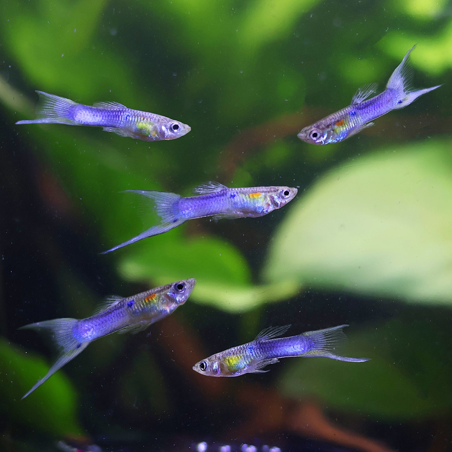 Mâle Guppy Blue Japan Double Sword