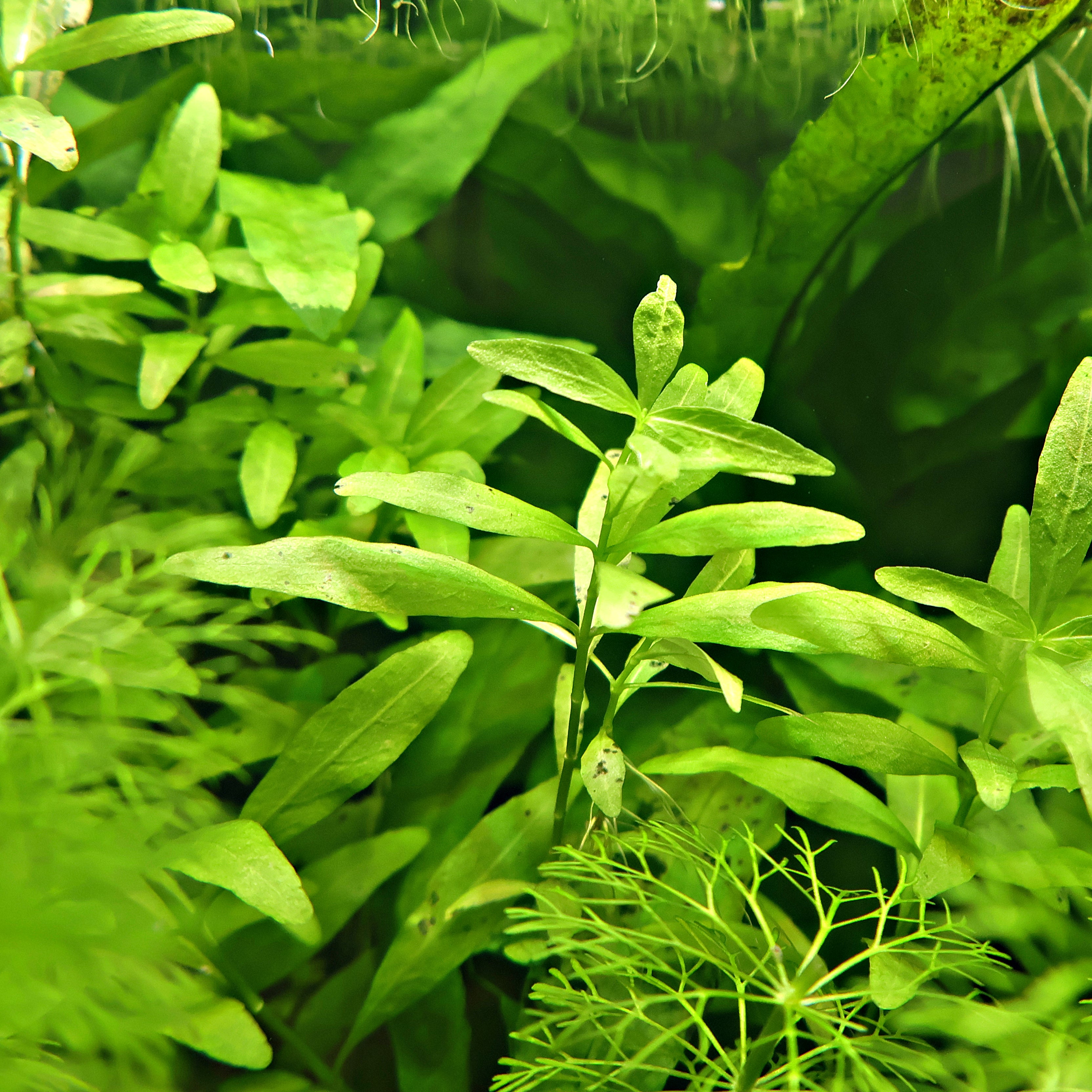 🌿Bouture - Hygrophila polysperma -☘️Pousse Rapide