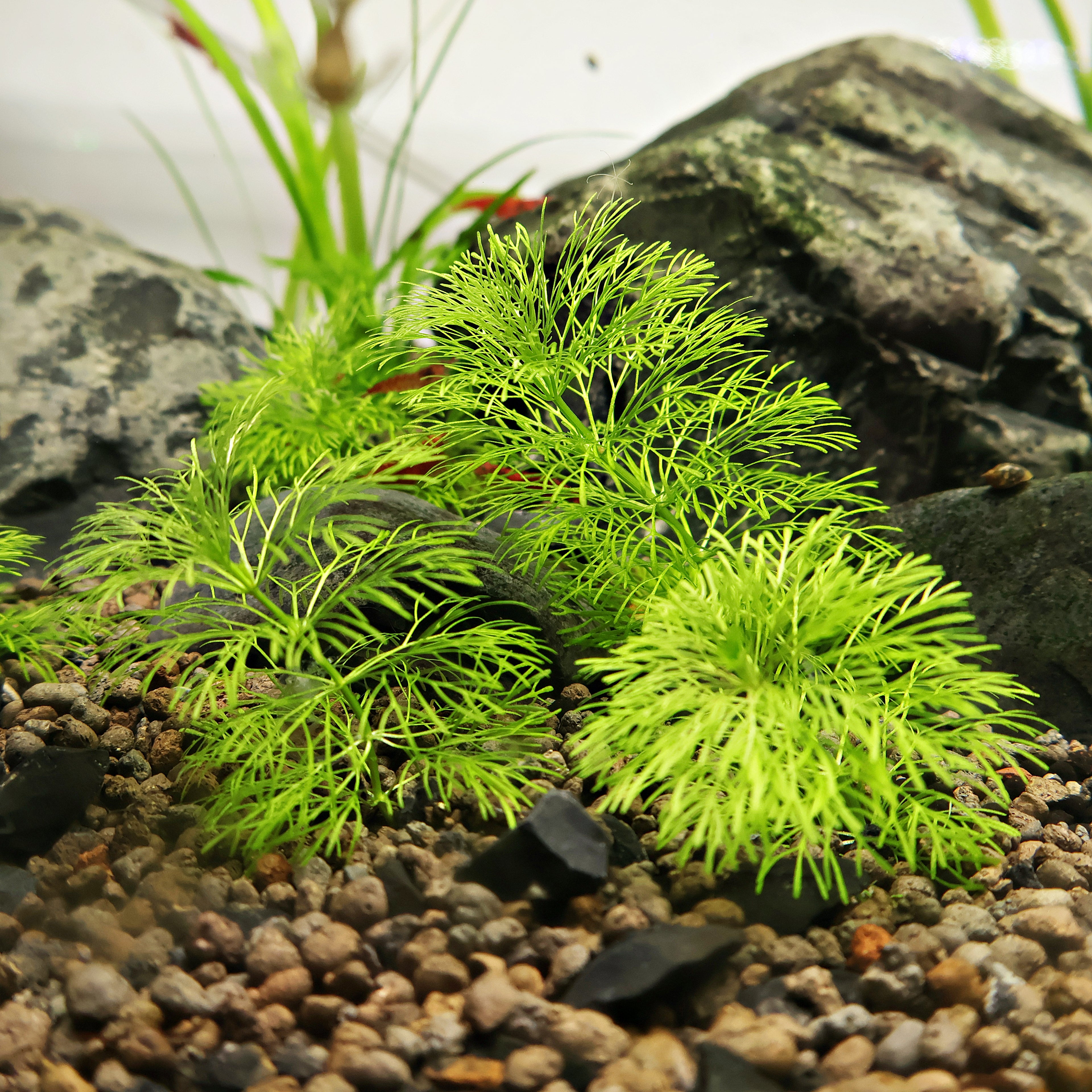 🌿Bouture - Limnophila sessiliflora -☘️Pousse Rapide
