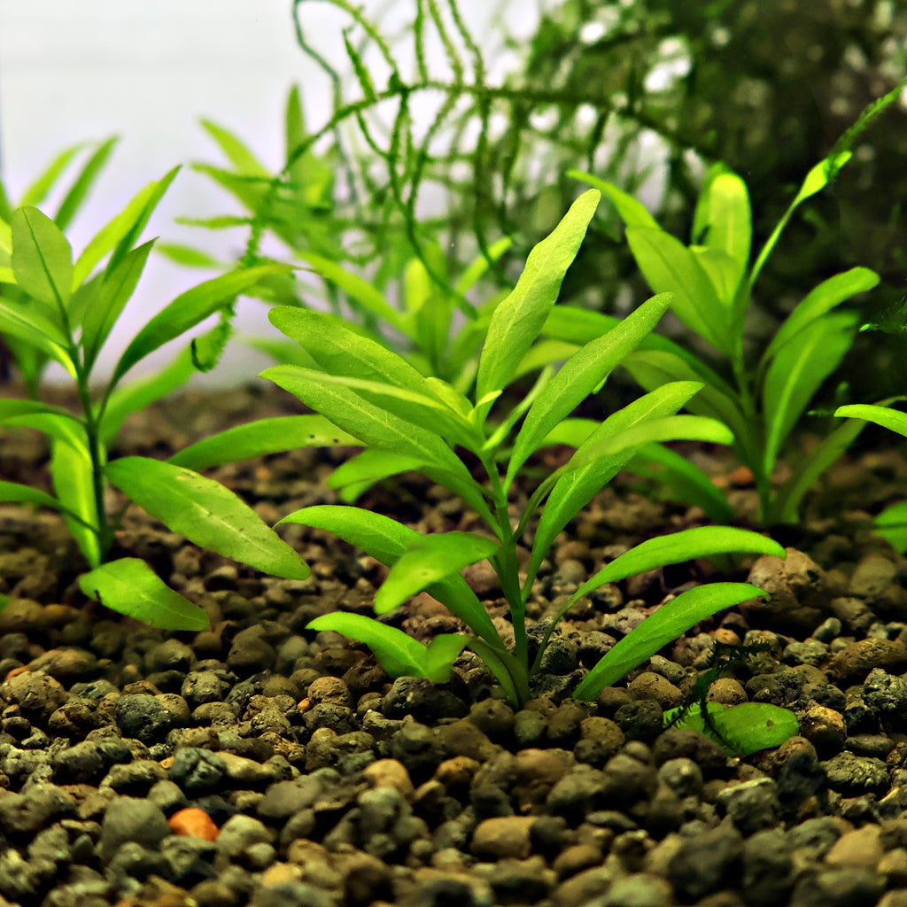 🌿Bouture - Hygrophila polysperma -☘️Pousse Rapide