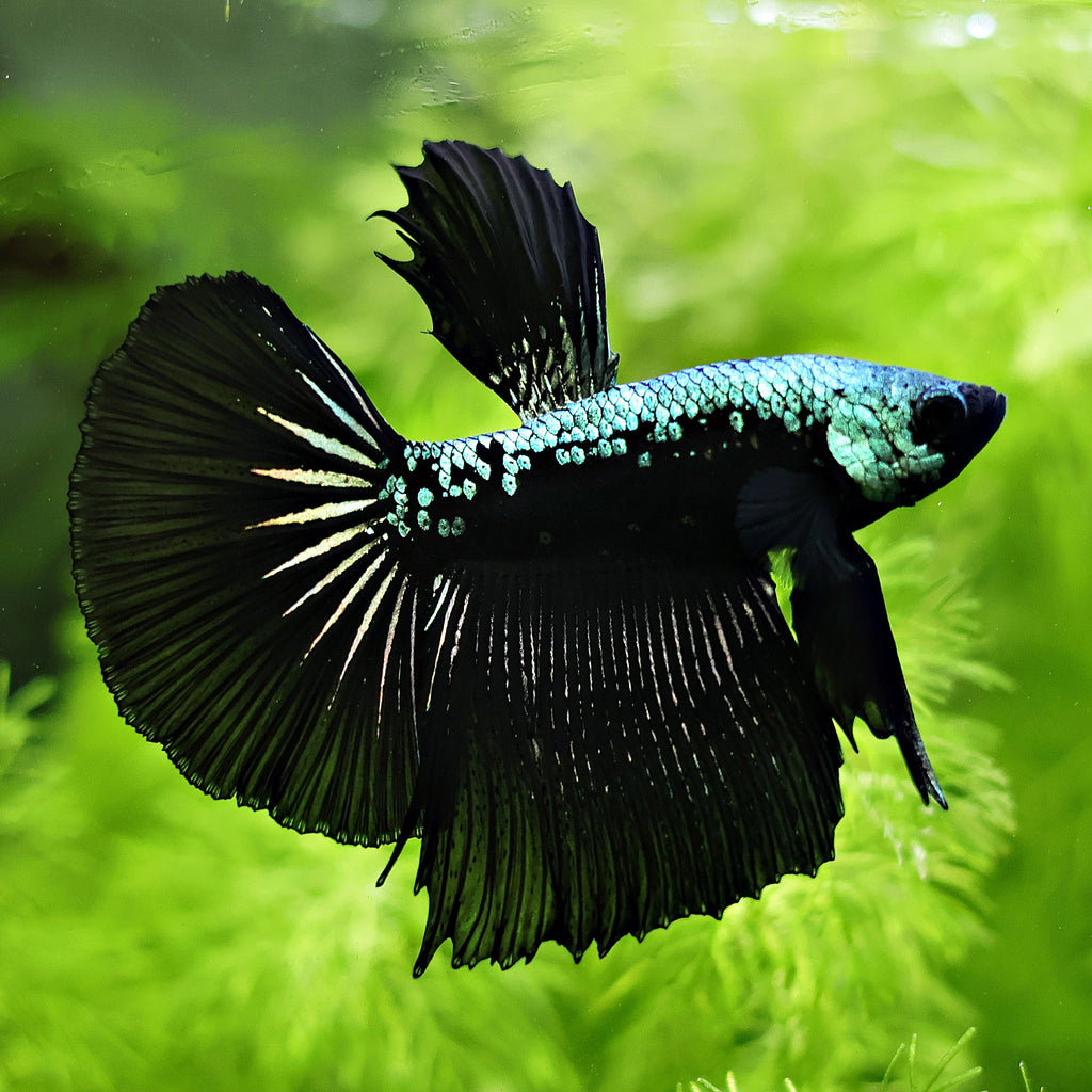 Mâle Halfmoon SamouraÏ