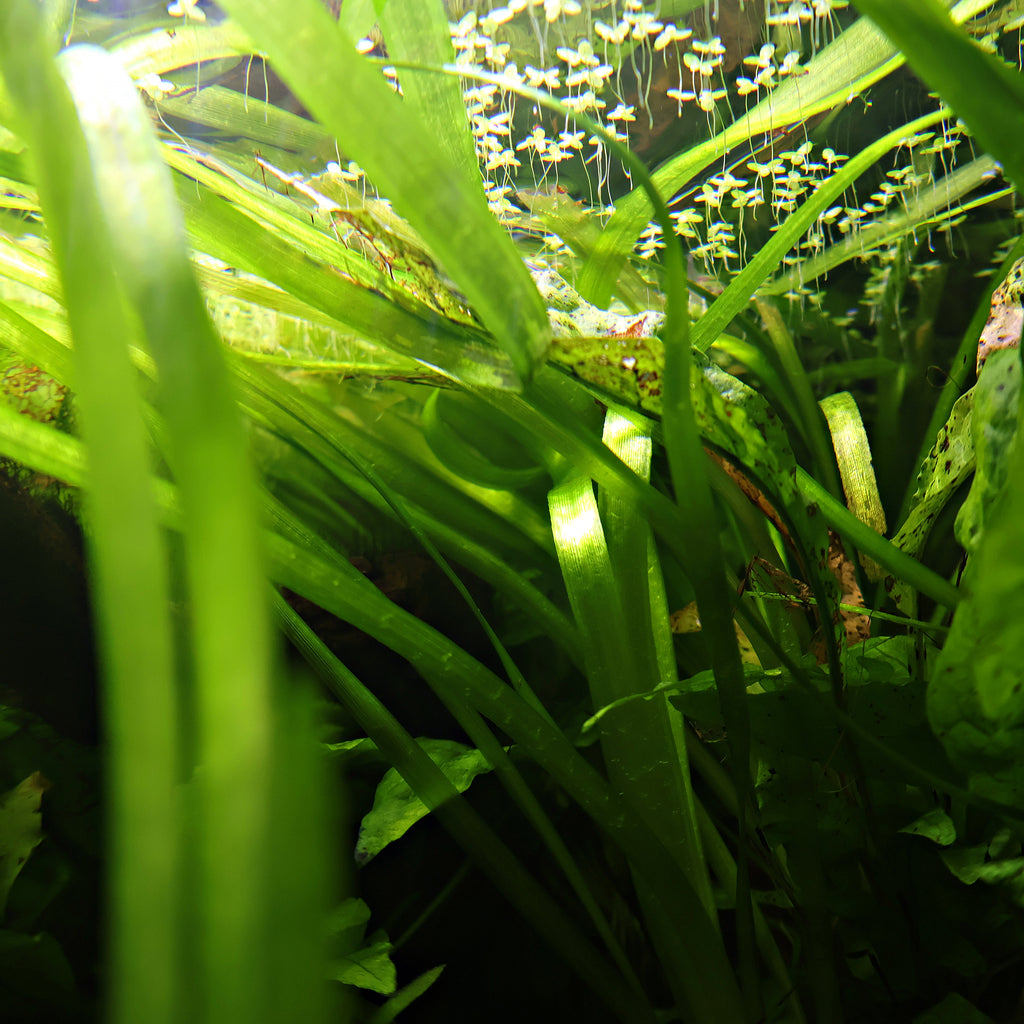 🌿Plante Entière - Vallisneria spiralis -☘️Pousse Rapide