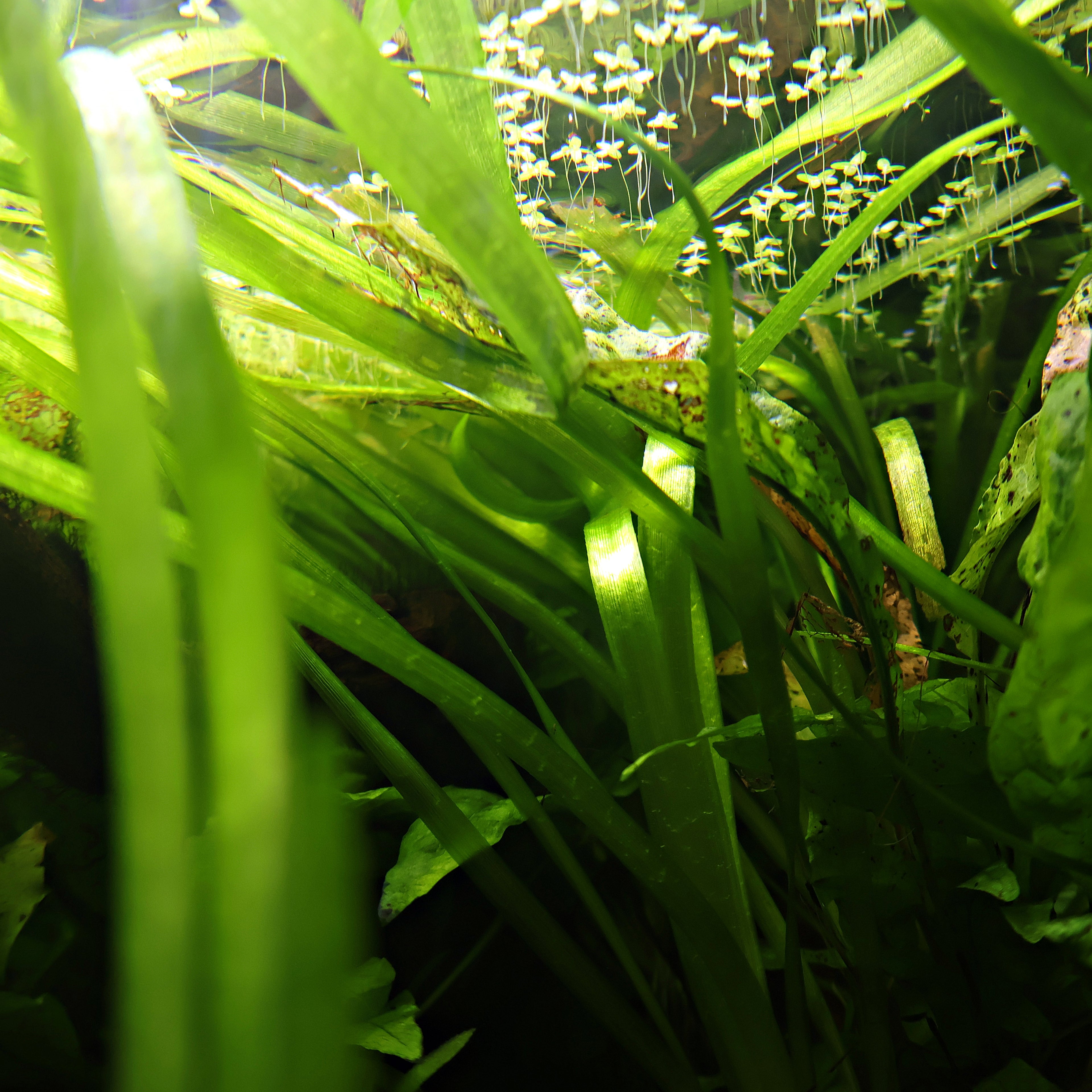 🌿Plante Entière - Vallisneria spiralis -☘️Pousse Rapide