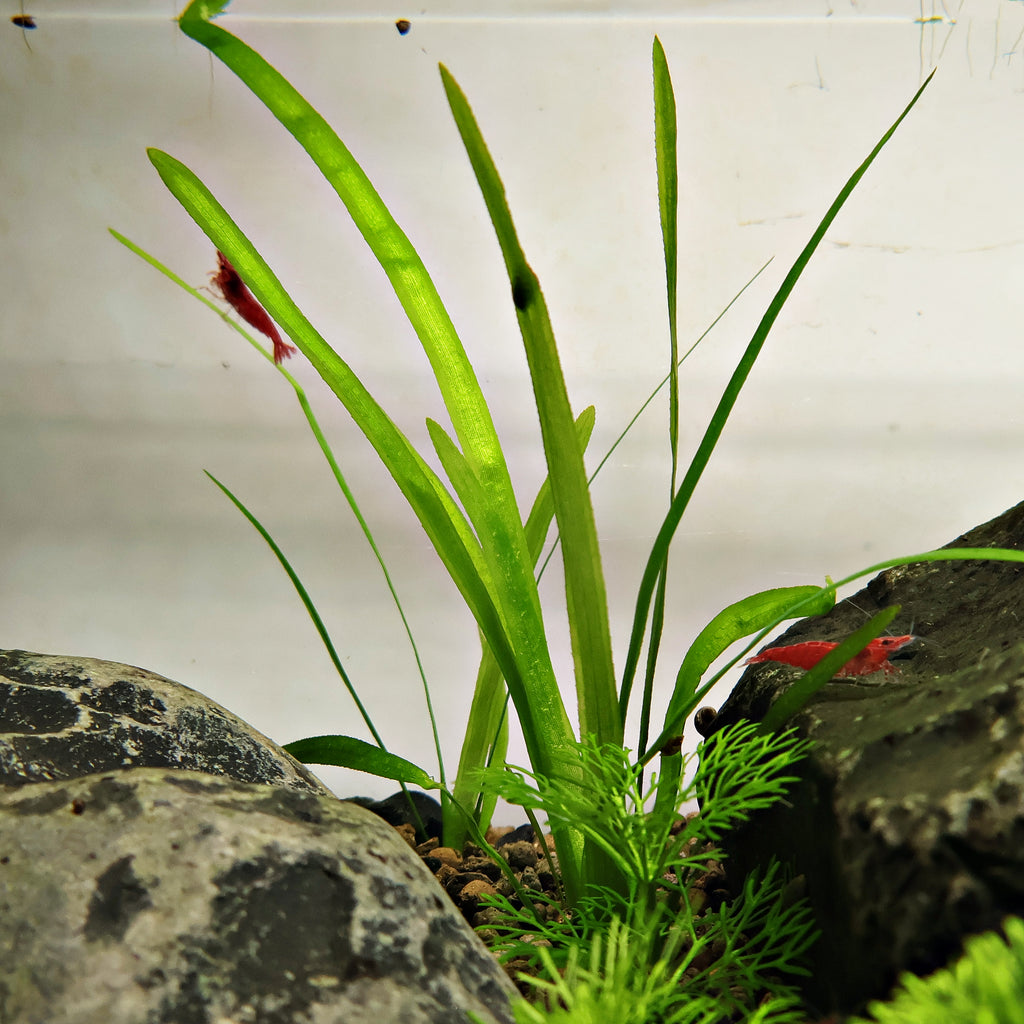 🌿Plante Entière - Vallisneria spiralis -☘️Pousse Rapide