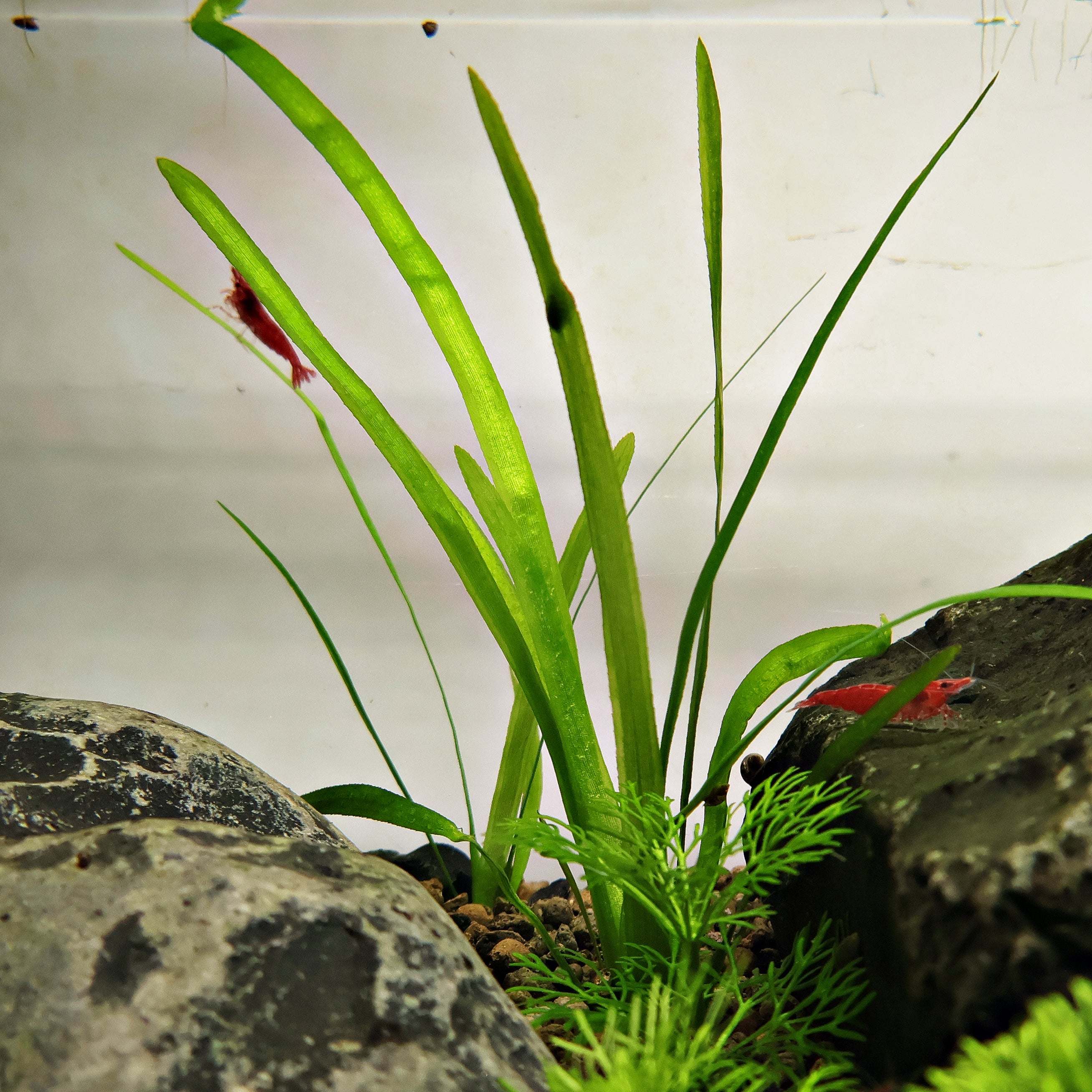 🌿Plante Entière - Vallisneria spiralis -☘️Pousse Rapide
