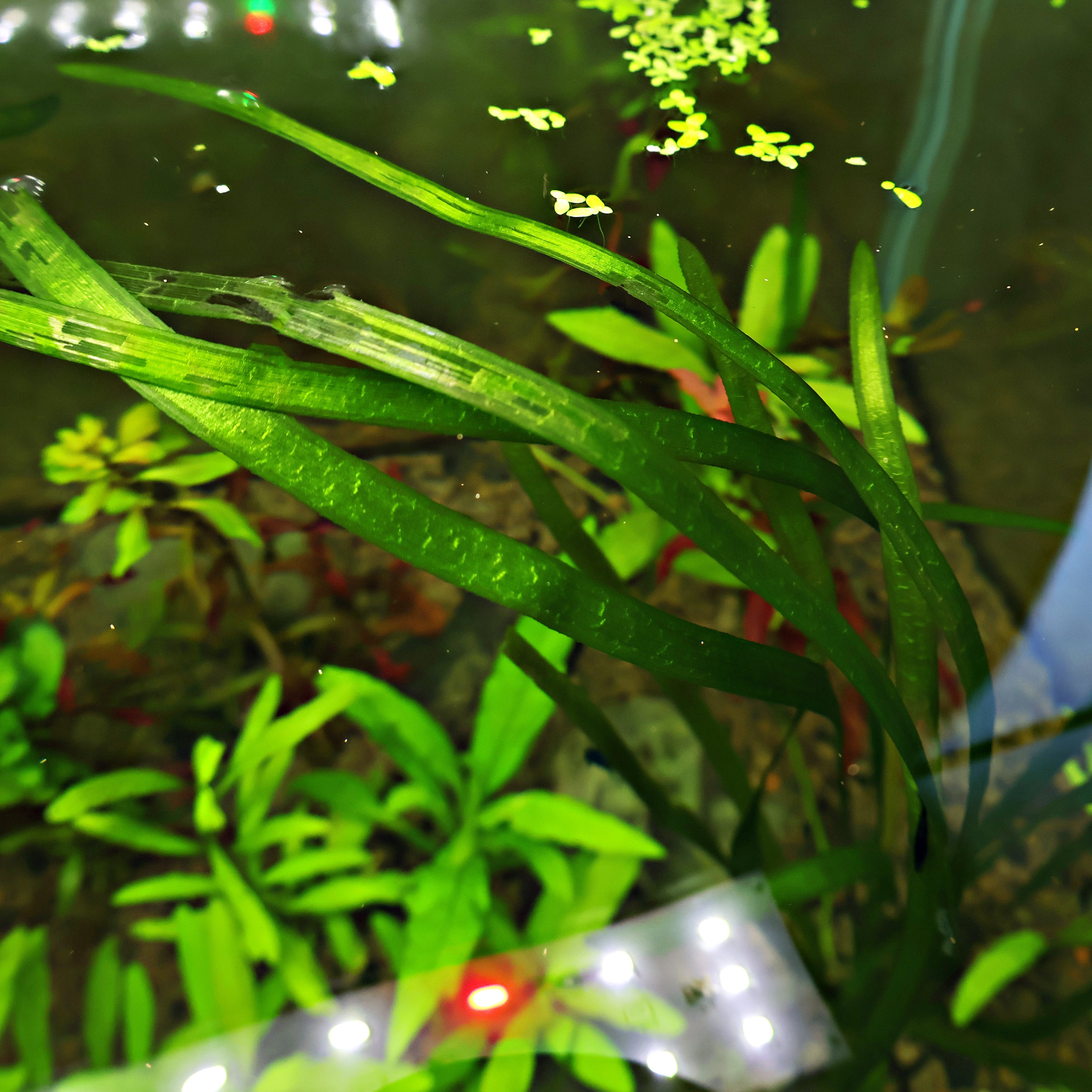 🌿Plante Entière - Vallisneria spiralis -☘️Pousse Rapide