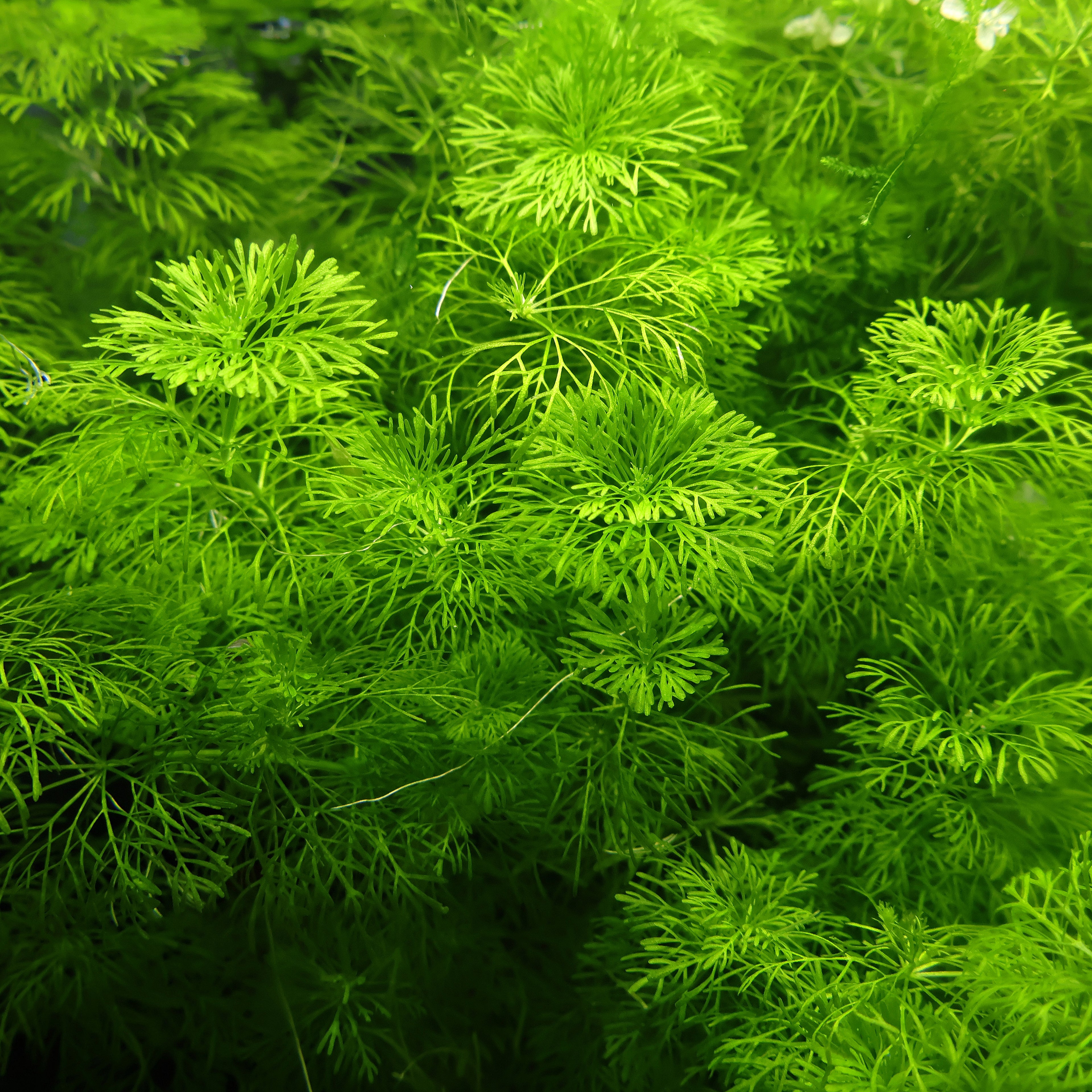 🌿Bouture - Limnophila sessiliflora -☘️Pousse Rapide