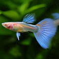5c/ Couple HQ Iridescent Albinos Topaz Mâle et Femelle Poecilia Reticulata 🇮🇩