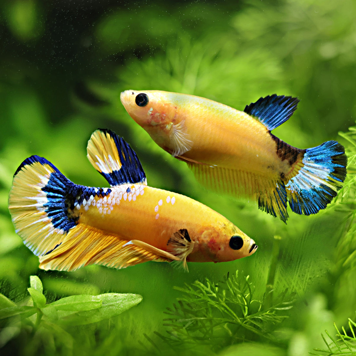 Couple Reproducteur Betta Plakat Citron Hellboy