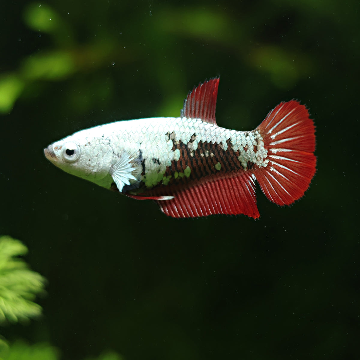 Femelle Plakat Samouraï Red