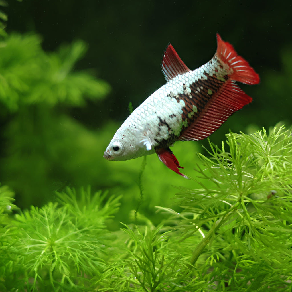 Couple Reproducteur Betta Plakat Samourai Rouge