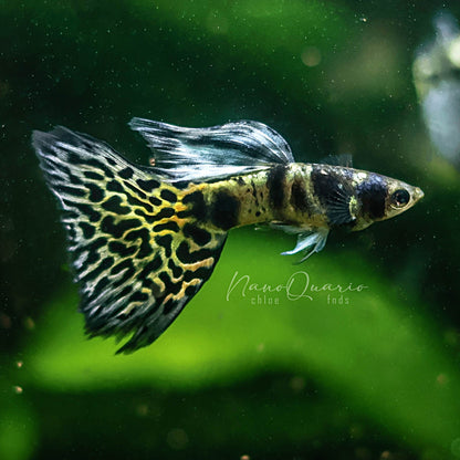 Couple Blue King Tiger Cobra Mâle et Femelle Poecilia Reticulata