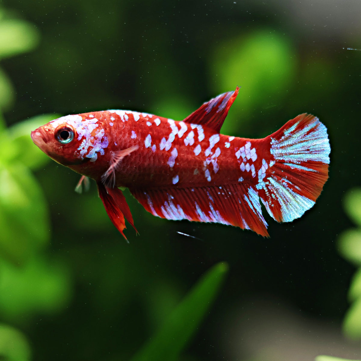 Couple Reproducteur Betta Plakat Red Galaxy