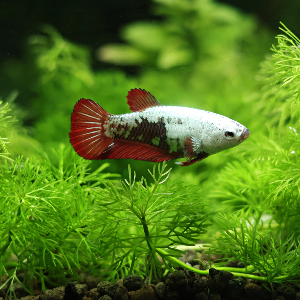 Couple Reproducteur Betta Plakat Samourai Rouge